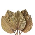 Dried Palm Leaves Room Decor 5 Pieces - 18inch H X 10inch W Palm Leaf