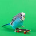 4-piece Bird Shopping Cart Basketball Stacking Ring Skateboard Toy
