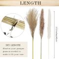 60 Pcs Natural Dried Pampas Grass, Dried Pompous Grass, 3 Kinds