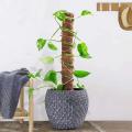 4 Pcs Green Dill Potted Plant Climbing Pole Coconut Palm Stick