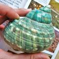 10cm Green Turbo Natural Rare Real Sea Shell Conch Decor Ocean 2pcs