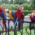 Pet Bird Harness and Leash, Adjustable Parrot Bird Harness Leash(m)