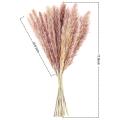 Pampas Grass Dried Reed Dried Flowers Decoration 50 Pieces