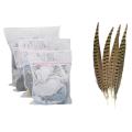 Contact Of Nature Ringneck Pheasant Feathers 4/pcs, Natural