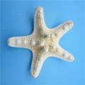 10pcs/lots Crafts White Bread Sea Shell Starfish, Fashion Handicrafts