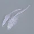 100 Pcs Dyed Rooster Feathers for Decoration 10 -15 Cm - White