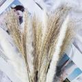 60 Pcs Dried Pampas Grass for Flower Arrangements Home Boho Decor