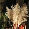 Coffee Table Decor Dried-pampas-grass Floral-50-stems Small-pompous
