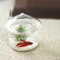 Mushroom-shaped Hanging Glass Planter Vase Rumble Fish Tank