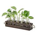 Desktop Plant Propagation Terrarium with Wooden Box, for Plants