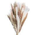 Natural Dried Pampas Grass Decor 50 Pcs for Home Decor, Party Decor