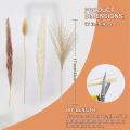 90 Pcs Natural Dried Pampas Grass, for Home Decor, Boho Decor,wedding