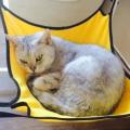 Cat Cage Hammock with Reversible Sides,cat Hammock for Pet, Yellow