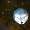Floating Garden Pond Water Decoy Water Feature Otter Ornament