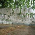 500pcs Garden Plant Fruit Cover Protect Net Mesh Bag Against Insect