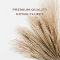 Dried Pampas Grass Phragmites Large Natural (tan, 17)