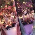 Stuffed Rabbit Pp Doll Kids Toy Bunny Girls Valentines Gift (pink)