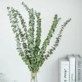 10pcs Real Natural Eucalyptus Leaves Dried Flower Wedding Decorate