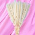 40 Pack White Dried Pampas Grass Decor 18in Pampas Grass