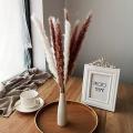 Pampas Grass Dried Decoration for The Living Room and Bedroom