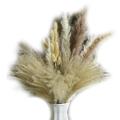 Pampas Grass Fluffy Natural Dried Plant 90pc 17.5 Inch for Home Decor