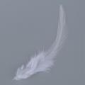 100 Pcs Dyed Rooster Feathers for Decoration 10 -15 Cm - White
