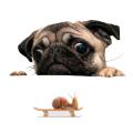 Funny Cute Pet Pug Dog Snail 3d Car Window Decals Home Wall Sticker