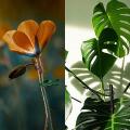 Plant Clips Climbing Plants Attachment for Young Plant, Flower Stem