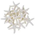 15 Pieces Creamy-white Pencil Finger Starfish for Wedding Dcor