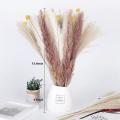 65 Pcs Totally Natural Dried Plants Pampas Grass for Wedding