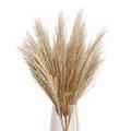 Dried Pampas Grass Phragmites Large Natural (tan, 17)