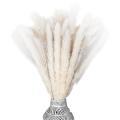 Bouquet, Reedand Bunny Tails Total 50 Stems for Flower Arrangement