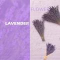 2 Bundles Dried Lavender Bundles, for Home Decor Flower Arrangements