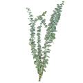 10pcs Real Natural Eucalyptus Leaves Dried Flower Wedding Decorate