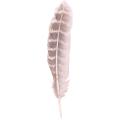 50pcs Hen Pheasant Wing Feathers for Wedding Millinery Craft Decor