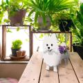 Cartoon Animals Cute Dog Shape Pot Garden Decor Succulent (b)