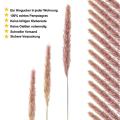 Pampas Grass Dried Reed Dried Flowers Decoration 50 Pieces