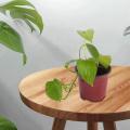 110 Pcs Plastic Plants Nursery Pot/pots Seedlings Flower Plant
