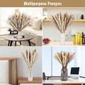 Natural Dried Pampas Grass Decor 75pcs, for Wedding Decorations Room