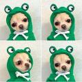 Pet Dog Clothes for Pet Fashion Dogs Hooded Sweatshirt Warm Coat M