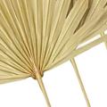 6pcs Natural Dried Palm Fans Dried Flower Bouquet Wedding Decors