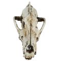 Creative Resin Jackal Skull Replica Model Wolf Skull Decor