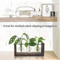 Plant Terrarium, for Hydroponic Plants with Wooden Stand for Gifts