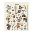 Mushroom Tapestry White Tapestry Reference Chart 51.2 X 59.1 Inch