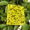 100pcs Sticky Fly Trap Paper Yellow Traps Dual-sided 20x15cm