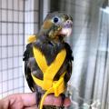 Yellow Parrot Bird Leash Outdoor Adjustable Harness Training Rope