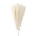 40 Pack White Dried Pampas Grass Decor 18in Pampas Grass