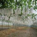 100pcs Garden Plant Fruit Cover Protect Net Mesh Bag Against Insect