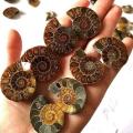 1 Pair Ammonite Shell Jurassic Fossil Specimen Madagascar 3-4cm