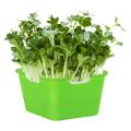 Sprouting Seeds Tray Portable for Small to Medium Seeds,green